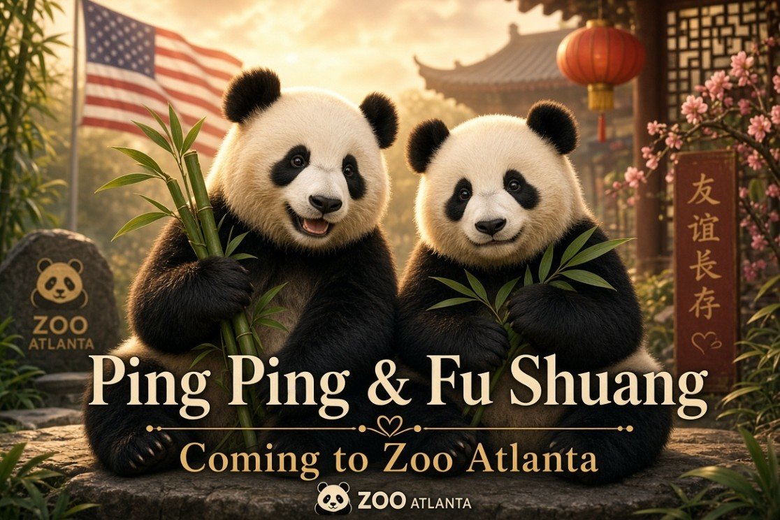 Z_ylog's tweet photo. Trump laughed when he heard that the giant pandas "Ping Ping" and "Fu Shuang" were going to settle in Atlanta. Panda diplomacy continues to work hard, and this "cute gift" has become the focus of heated discussion after the meeting between the two heads of state. From 1972 to the present, giant pandas have been ambassadors of friendship across the Pacific Ocean. In a few days, Atlanta will see a new couple.