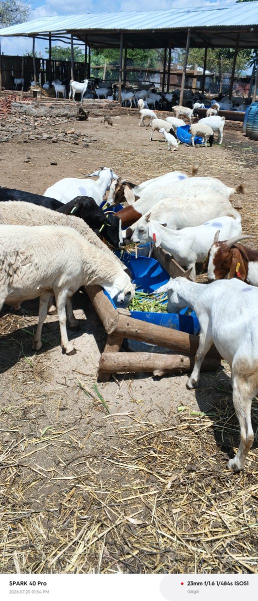 DrBalovetAllan's tweet photo. 🐄🐐 Farmers, do you get time to visit your farms and personally check how your livestock are feeding?

🌱 When you visit, do you check their appetite, feed wastage, body condition, water intake and manure?

How often do you make these observations? 👇 https://t.co/jlxmrZHVQ4