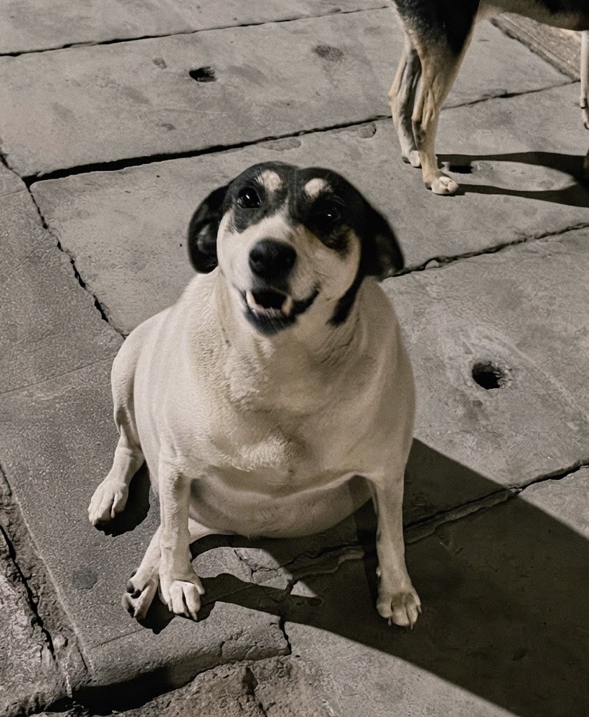 hoeph0bic's tweet photo. someone put aadhaar card on fatdogsofdelhi https://t.co/bi5eqIkMCu