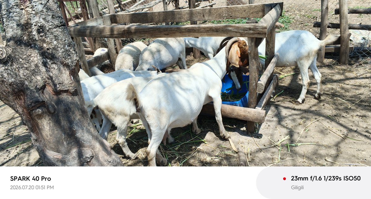 DrBalovetAllan's tweet photo. 🐄🐐 Farmers, do you get time to visit your farms and personally check how your livestock are feeding?

🌱 When you visit, do you check their appetite, feed wastage, body condition, water intake and manure?

How often do you make these observations? 👇 https://t.co/jlxmrZHVQ4