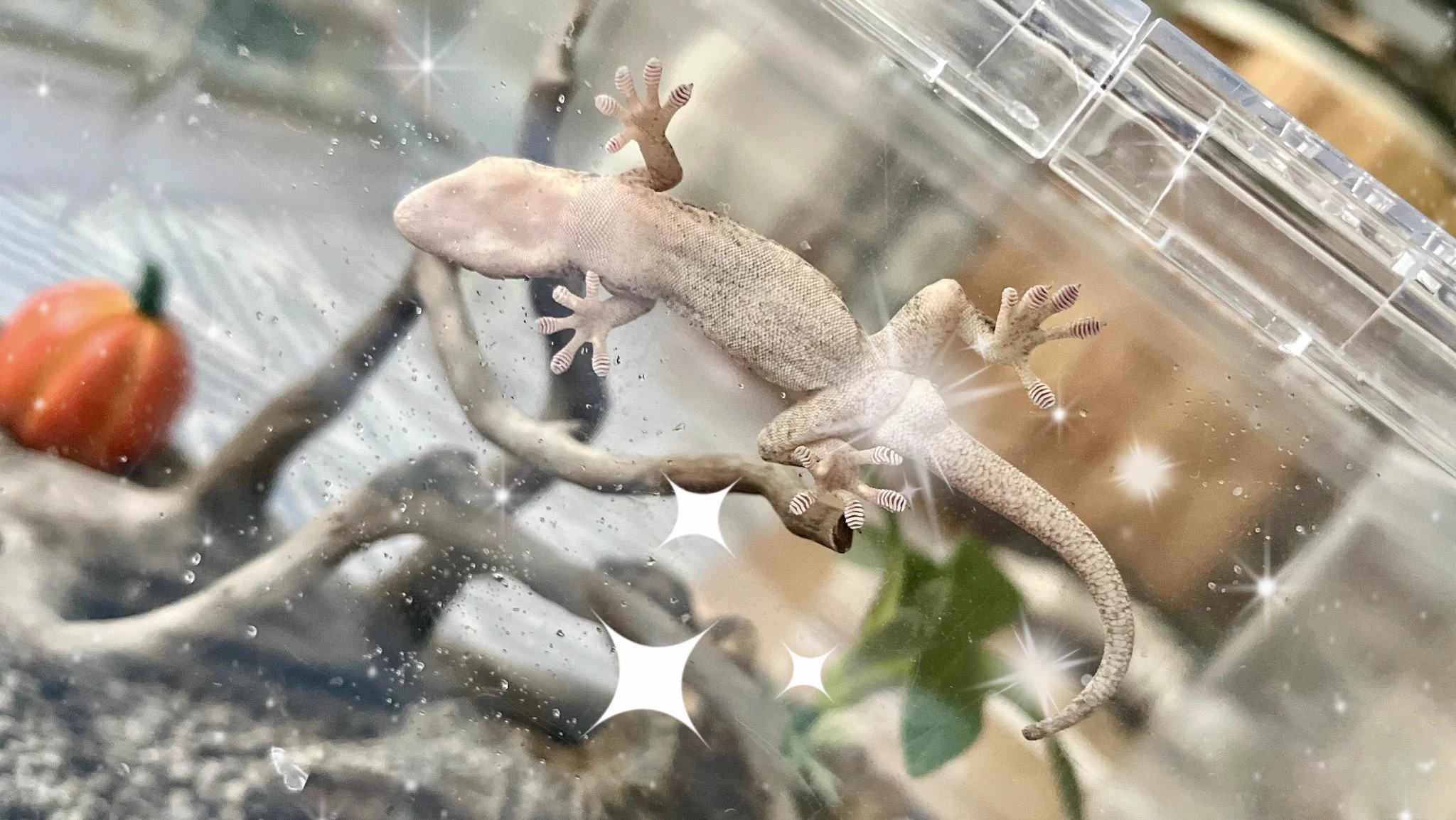 よーこちん🦎🐢🐢🦎 в X: „きんたまキラキラ金曜日✨🤩“ / X