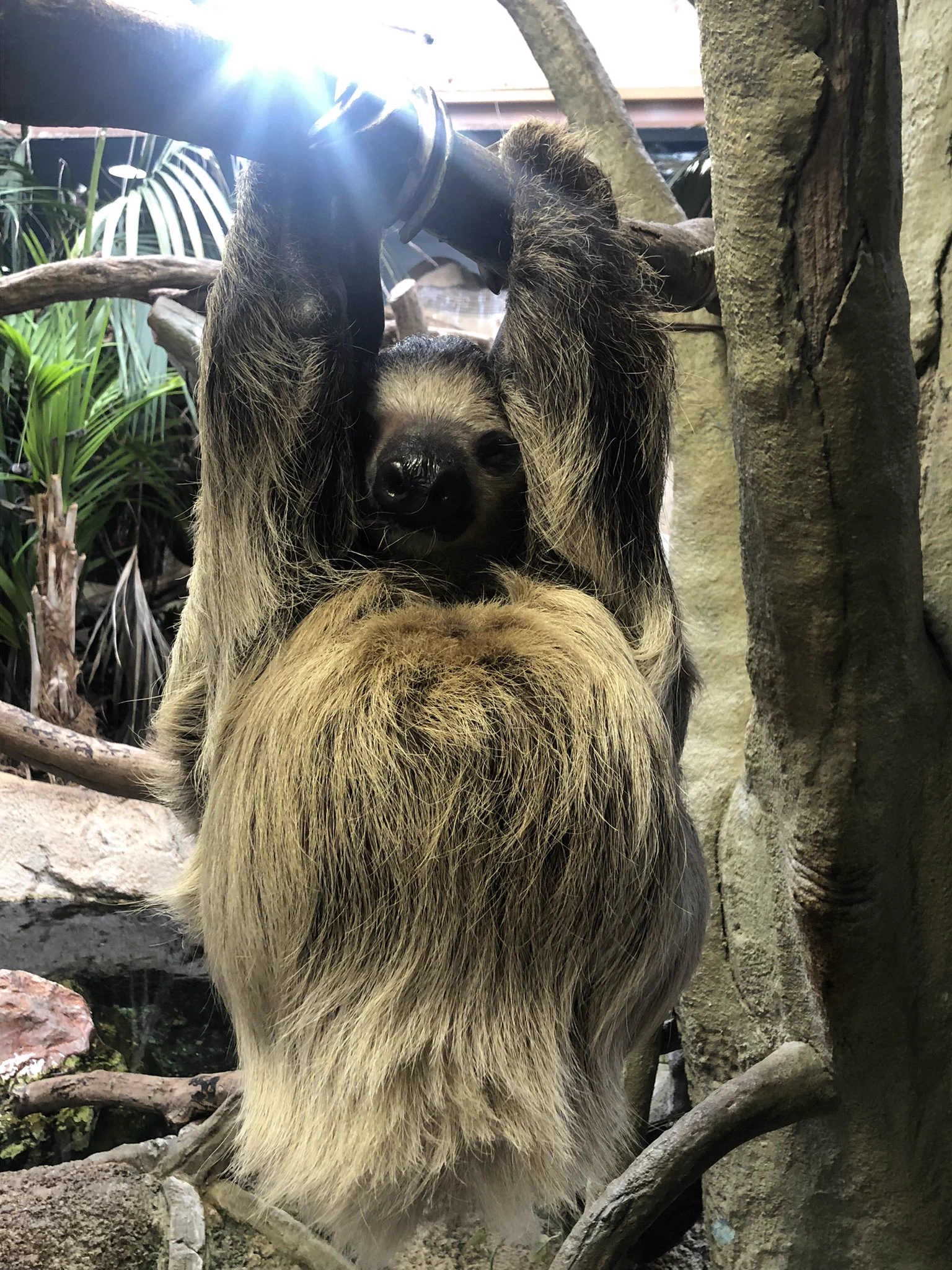 ナマケモノ研究所(The sloth research center)🦥 on X: 