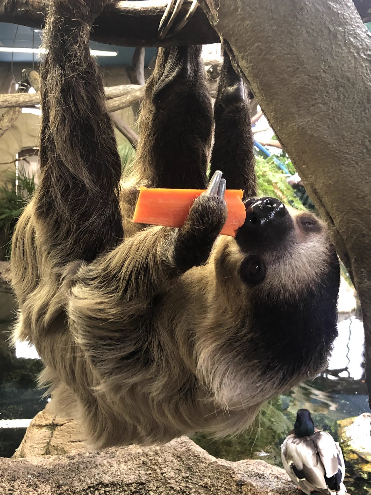 ナマケモノ研究所(The sloth research center)🦥 on X: 