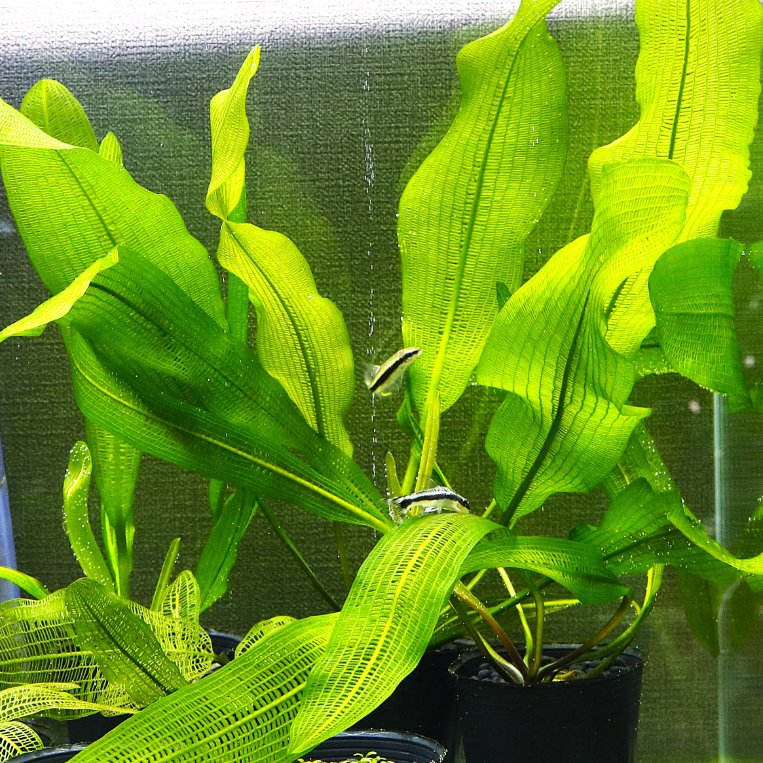 waterplantslov1's tweet photo. 現在制作中の「750種図鑑」
本日無事入稿して私の手を離れました
来月、10月下旬に発売されます
ぜひご購入よろしくお願いします
それと
ここ最近は大雨や台風でお客様とお会いできる機会が少なかったので
たくさんのご来店もお待ちしております🌞
#水草専門店 #waterplantslover #水草 #水草図鑑 https://t.co/KdKBM2fVWT