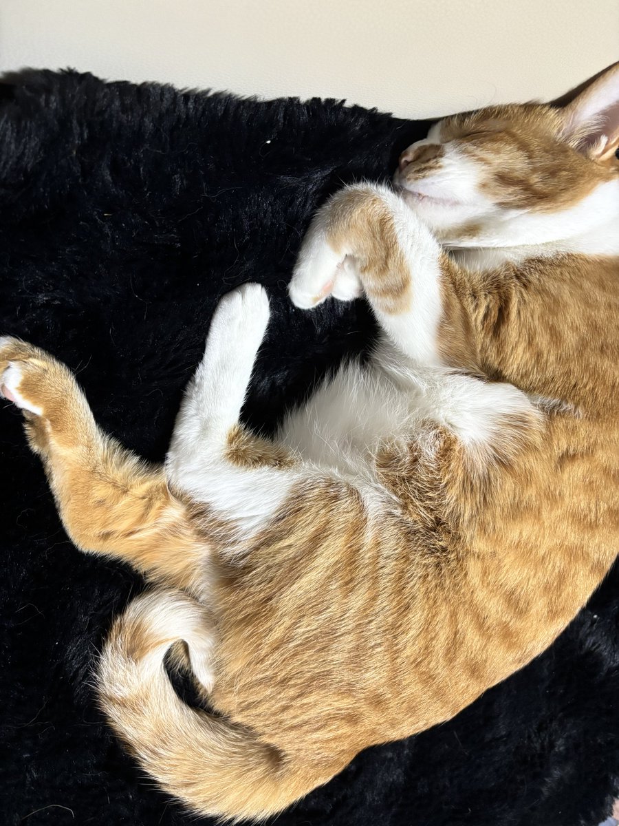 YumeOoo5's tweet photo. 猫界隈で流行りのしまむらのブランケット購入したらウチの子も早速気に入ってくれました☺️ https://t.co/KwnNAEKdPb