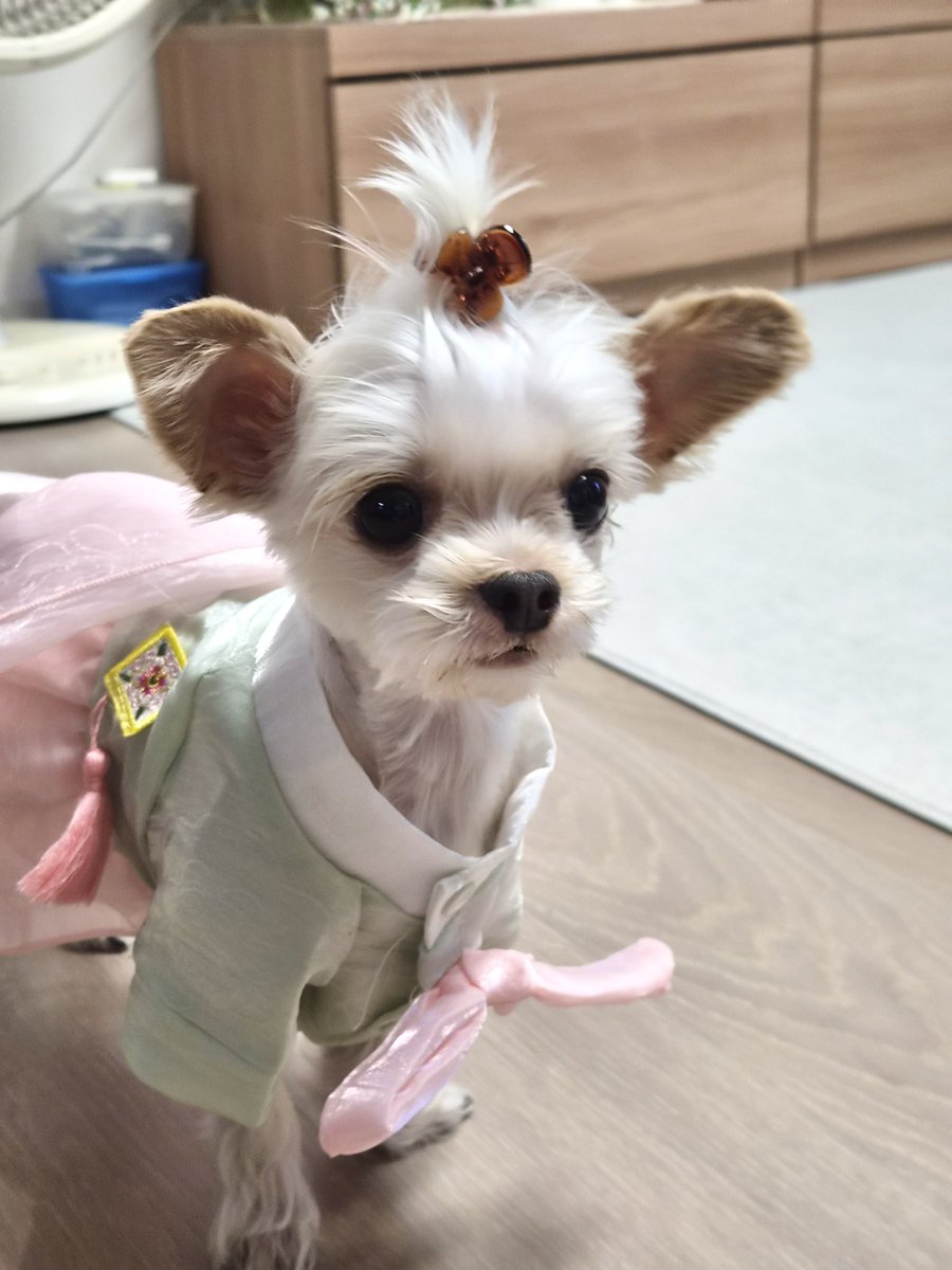 green_beean's tweet photo. 친척집가서 머리 묶임 당했어… https://t.co/xku4YtCLwJ