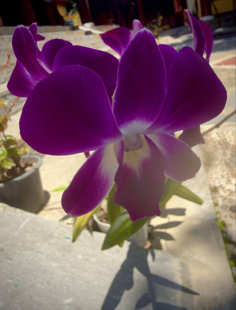 epintadorm's tweet photo. Lovely orchids today. #mymorning #goodday #happyfriday #smilingatlife #nature #flowers #orchids #mypics https://t.co/b5jczbHNJW