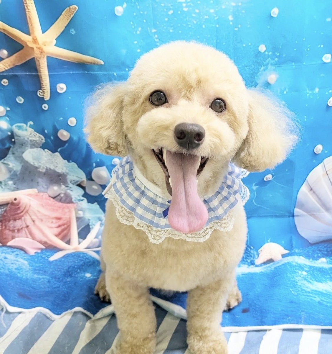 petfelice's tweet photo. トリミング🐶
前回は最高の笑顔だったけど
今日はお疲れ気味？🤔
#トイプードル　#わんちゃん好きさんと繋がりたい https://t.co/oO9uB5Ba8l