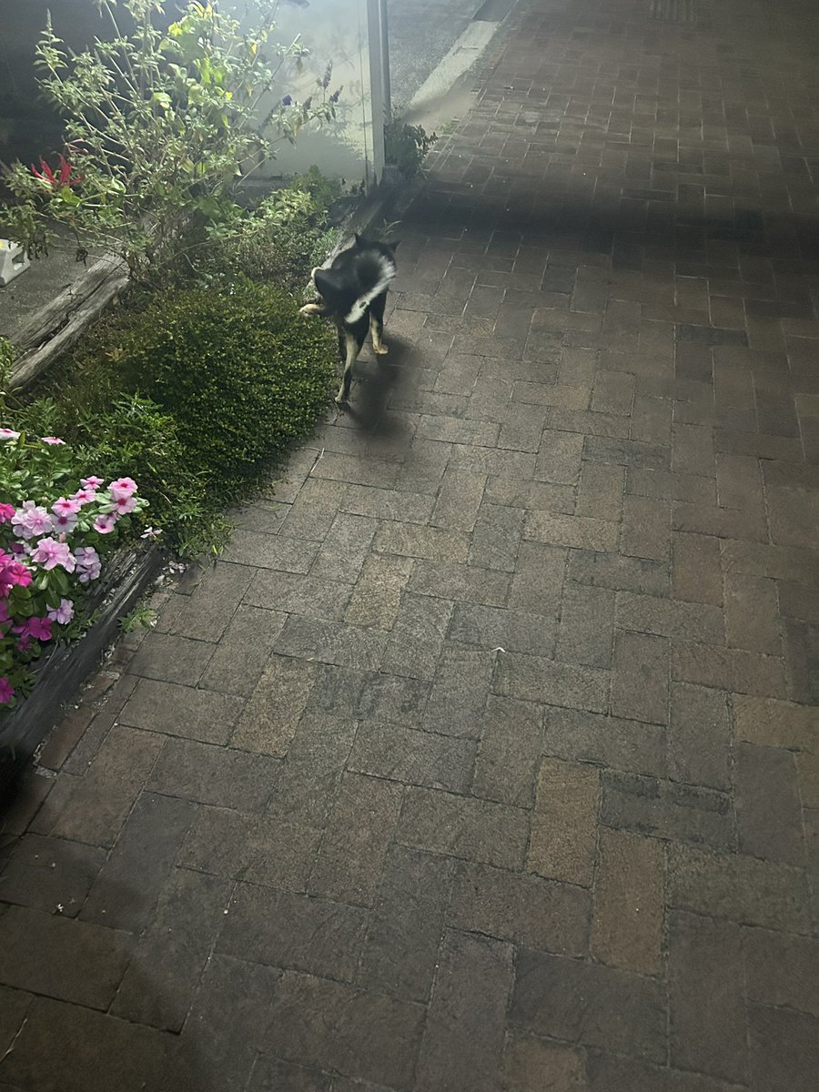 sukeroku0126's tweet photo. 首輪してたから飼い犬だと思うけどほんま危ないからはよ飼い主さん見つかって欲しい https://t.co/2Vly65yHUI