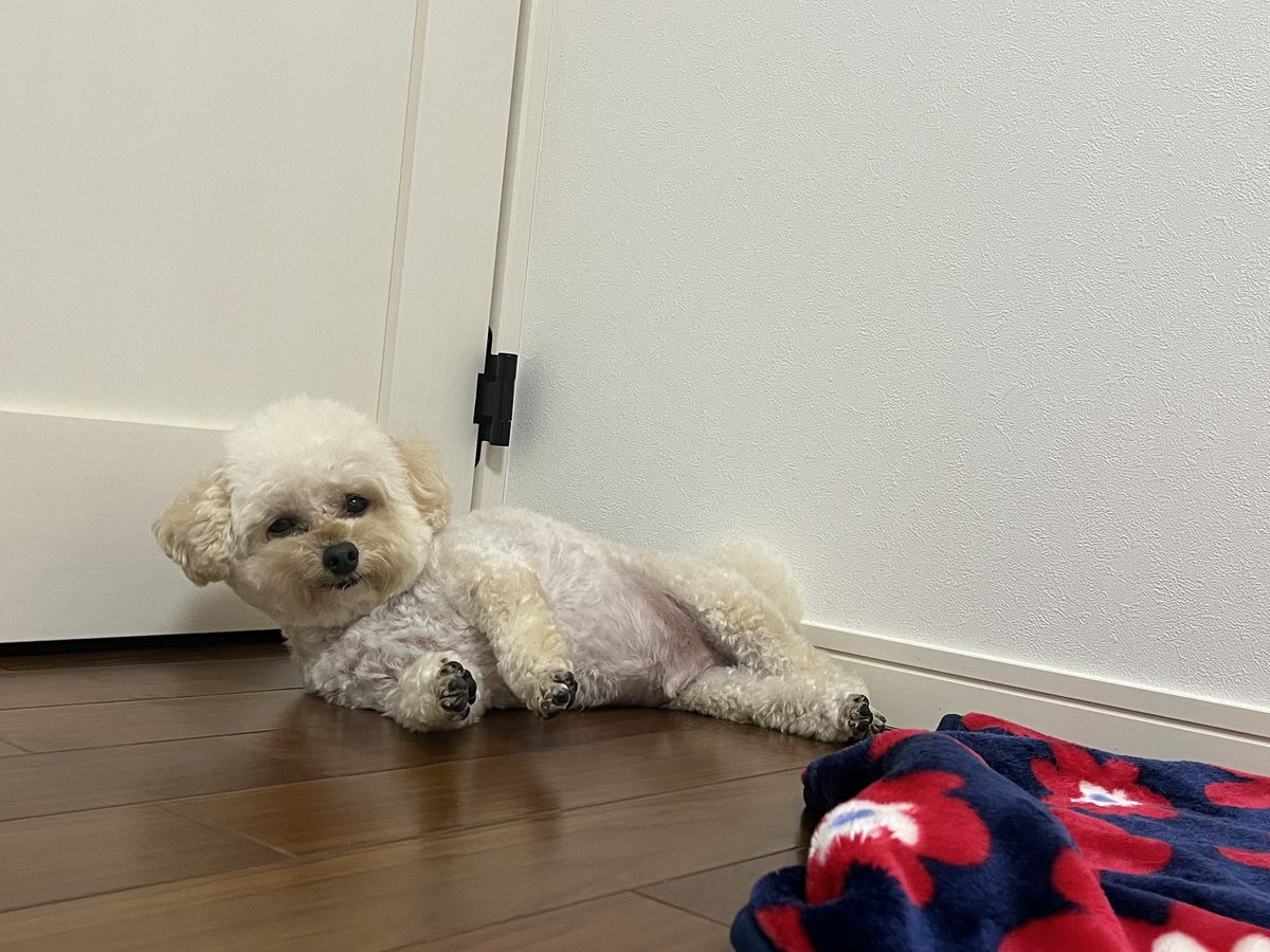 kaodekayun's tweet photo. 寝てる邪魔してもかわいい
#トイプードル
#犬のいる暮らし https://t.co/HqlR2JkD8r