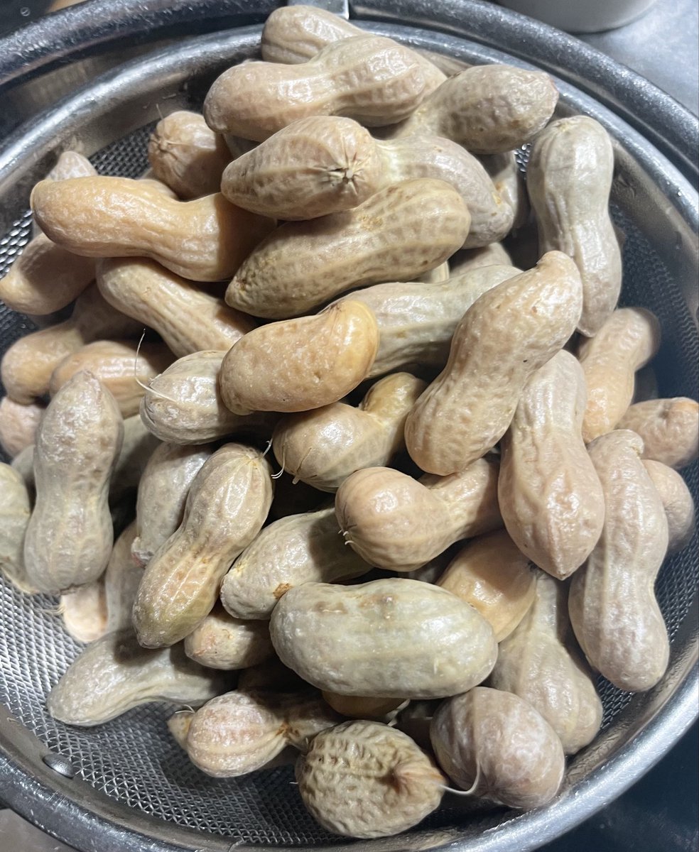 mr_spice's tweet photo. 今夜も茹でたぜ落花生🥜！ https://t.co/2xNk6iN1AG