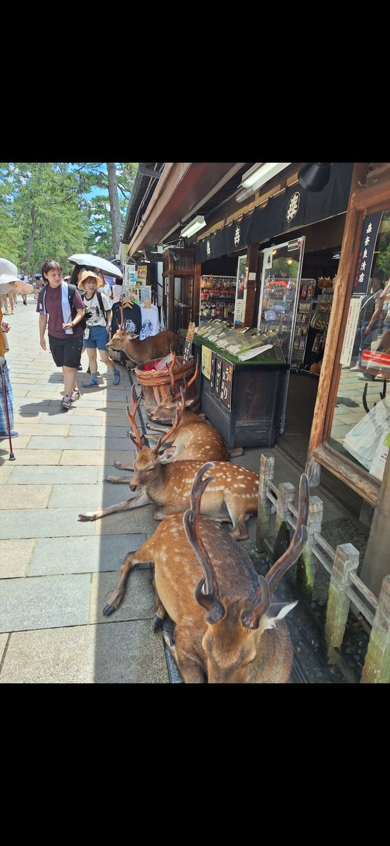 DankPaddy's tweet photo. @WONGthink When I went around Nara and Miyajima they would casually walk into stores or just sit outside them to enjoy the aircon during the 37ºC heat. https://t.co/clRS6Uep1m