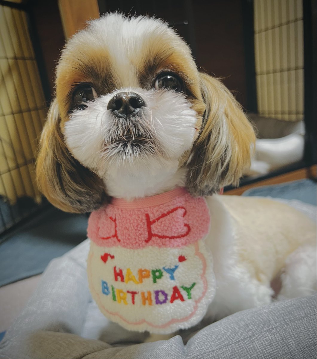 kuronron's tweet photo. 我が家に来て10ヶ月目
２歳の誕生日🎂
シャロン🐶おめでとう🎉

食事制限あるので
🎂用に買った🕯️と共に🤣

３歳はちゃんと撮影したいぞ https://t.co/tJChlEpUlB