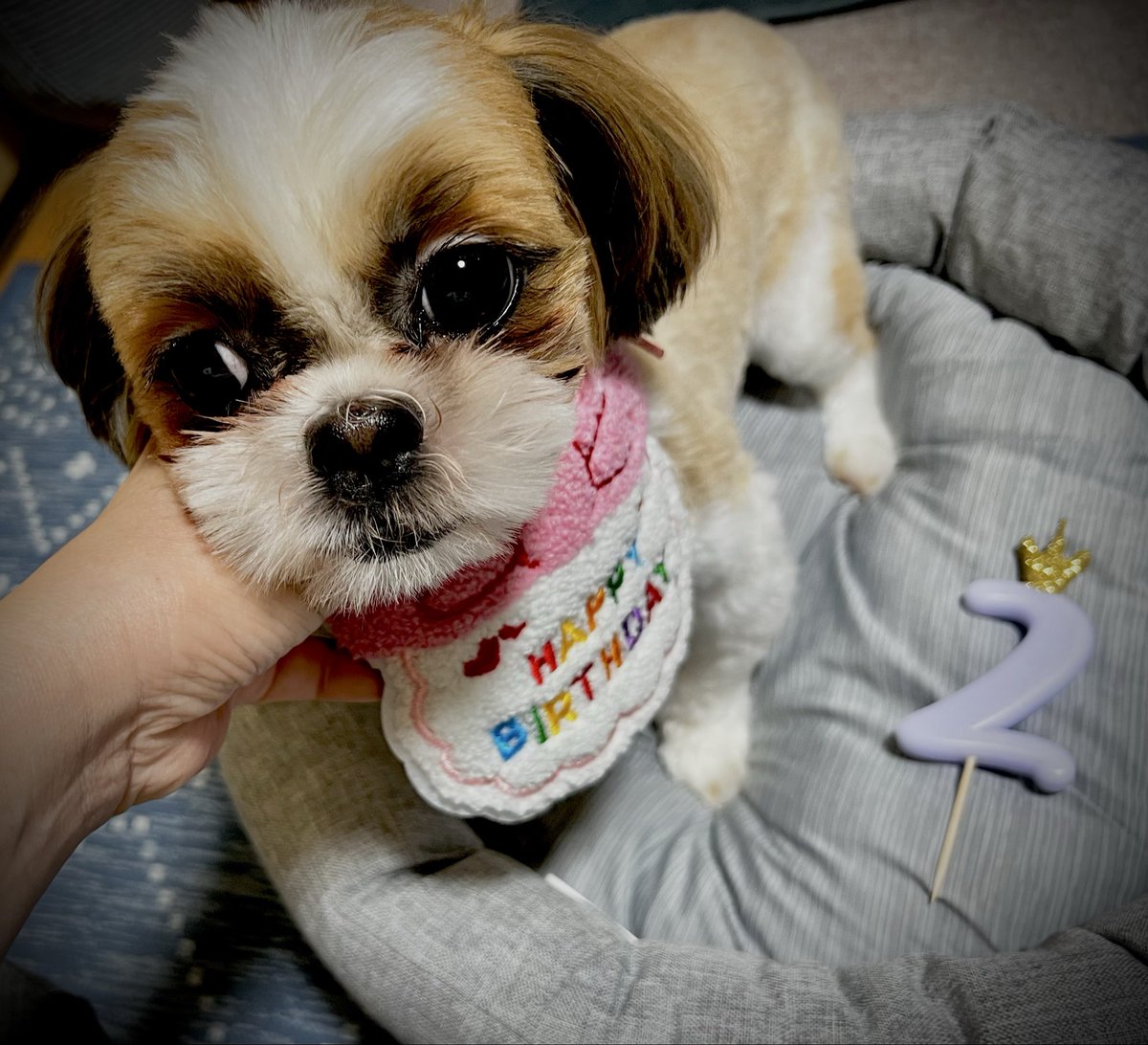 kuronron's tweet photo. 我が家に来て10ヶ月目
２歳の誕生日🎂
シャロン🐶おめでとう🎉

食事制限あるので
🎂用に買った🕯️と共に🤣

３歳はちゃんと撮影したいぞ https://t.co/tJChlEpUlB
