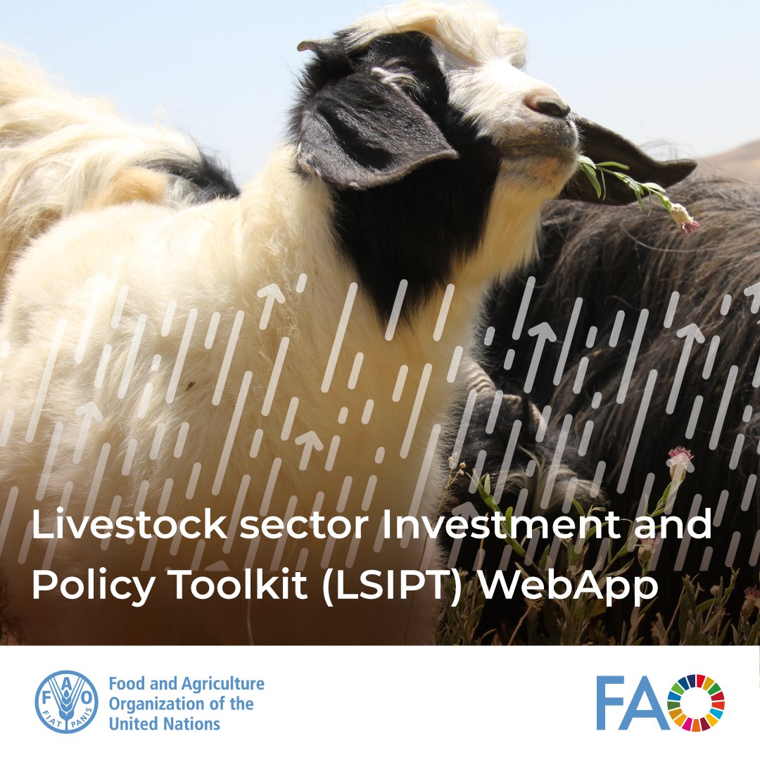 FAOLivestock's tweet photo. 🤔#DYK | The Livestock Sector Investment &amp; Policy Toolkit WebApp helps estimate the expected benefits of livestock interventions under a business-as-usual scenario &amp; alternative scenarios, such as disease outbreaks, climate shocks &amp; targeted investments

ℹ️https://t.co/WbCE3DGgs9 https://t.co/xoejvJrTX1