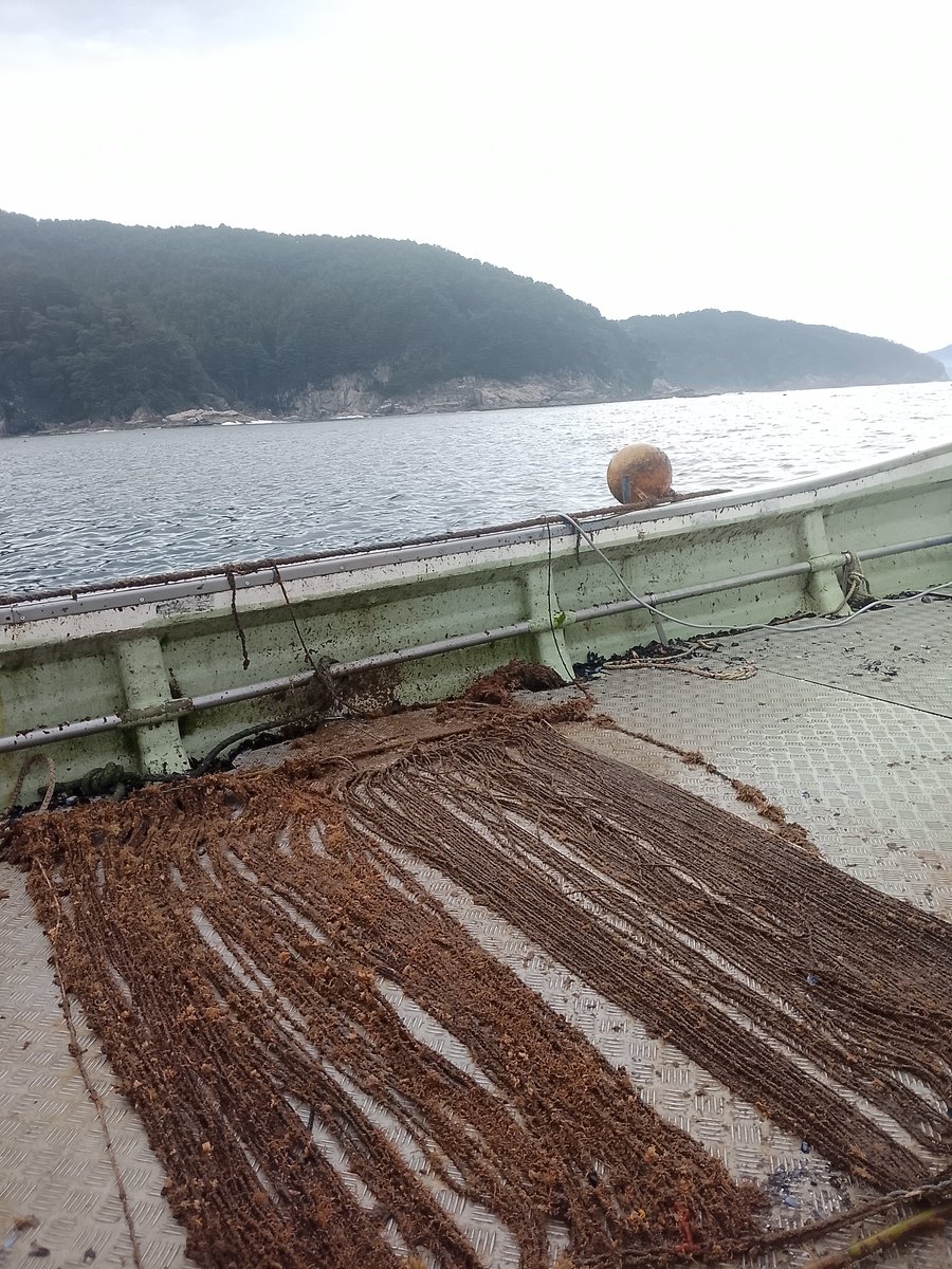 masaoly's tweet photo. 楽しかった大槌祭りも終わり、わかめの種そうじが始まりました。

泥や雑草類をデッキブラシや手できれいにしていきます。

#大槌町
#山田町
#漁師
#有精卵
#三陸 https://t.co/XQnk39j6CE