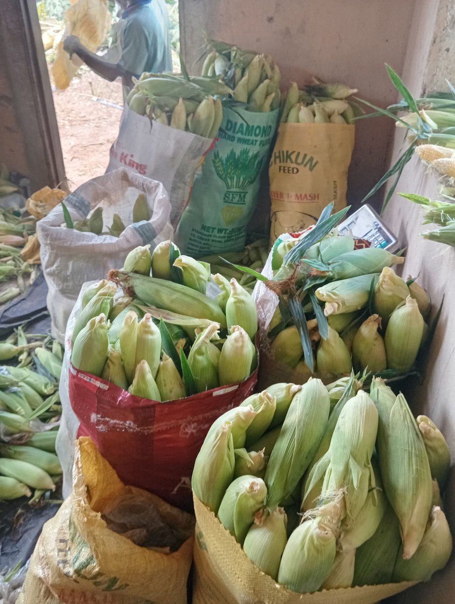 aprokofarmer's tweet photo. Don't just farm hard. Farm wisely.

Farming is not just about growing crops. It is about knowing what to do with what you grow.

You can have the best cucumber, sweetcorn or pepper on your farm, but if you don't understand your market, pricing, customer relationships, timing and cash flow, you can still struggle.

Before you plant, ask yourself:

Who am I growing for?

Where will I sell?

What will it cost me to produce?

What happens if the market changes?

Do I have buyers beyond just one person?

A farmer who thinks only about production is growing crops.

A farmer who thinks about production, market and profit is building a business.