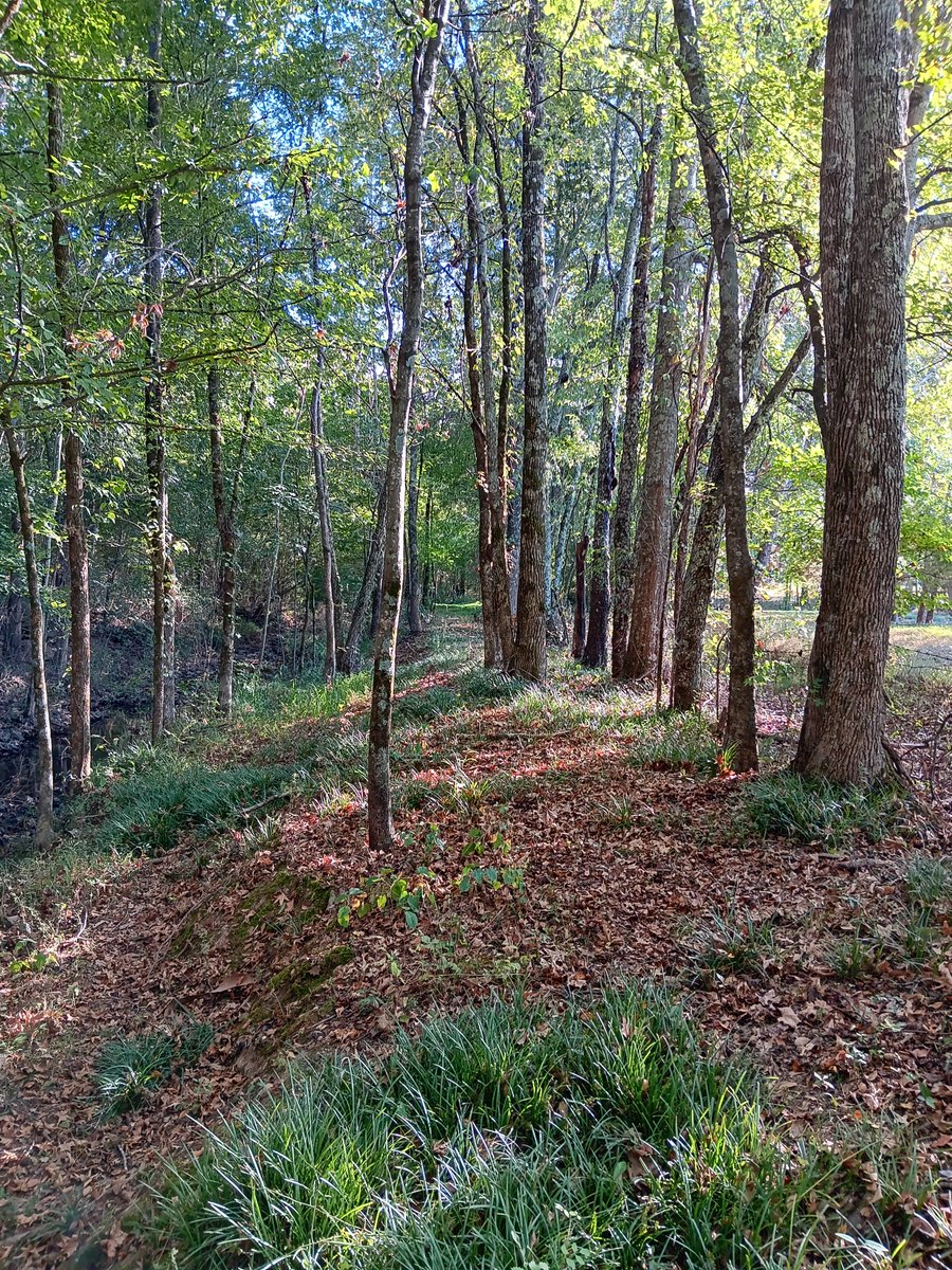 schrocketeer's tweet photo. Sadly, no elves met walking this forest. https://t.co/MW1flFKvGO