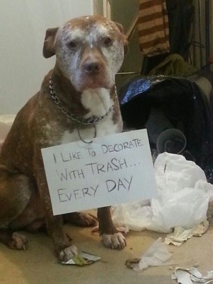 PawsOfHope4's tweet photo. https://t.co/mdcjtcr8gb