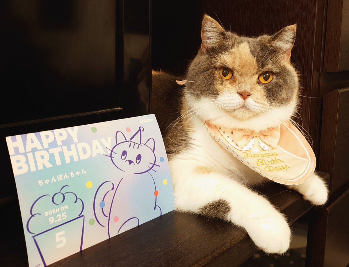 pokomanjyu's tweet photo. - ̗̀ 🎂🅗🅐🅟🅟🅨 🅑🅘🅡🅣🅗🅓🅐🅨🎂‌  ̖́-
ちゃんぽん5歳になりました😺✨

新入りとも仲良くしててとてもエラい✨
今年もよろしくね💕💕 https://t.co/aohcG3rmnb