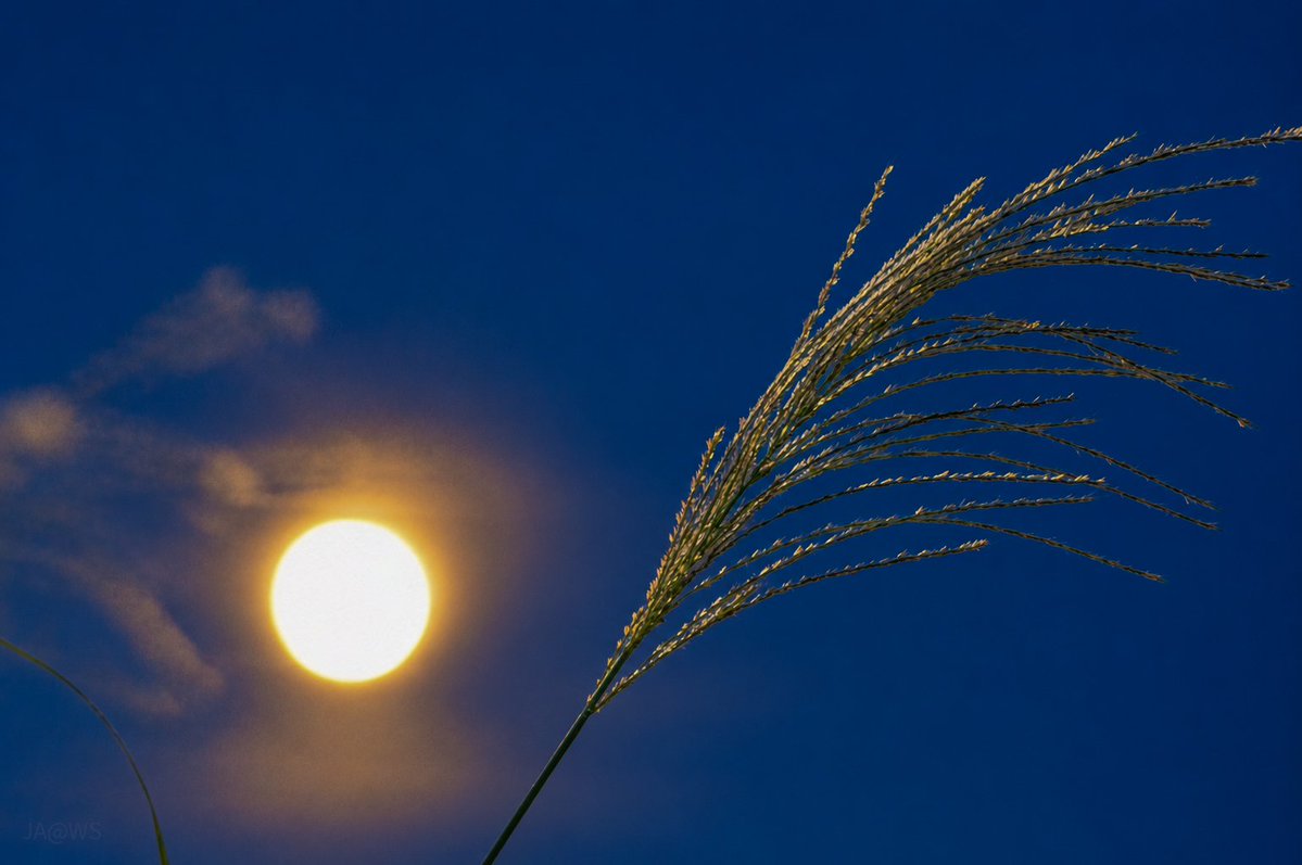 w_susukigawa's tweet photo. 9月25日 17:40〜18:15 月齢14.2
F5.6 1/15sec ISO100 55mm
F4.5 1/10sec ISO400 110mm
#PENTAX #K3II
F6.5 1/80sec ISO100
35mm換算2000mm相当
#月 #十五夜 #中秋の名月
#Nikon #P900 https://t.co/0NEj9xjOpa