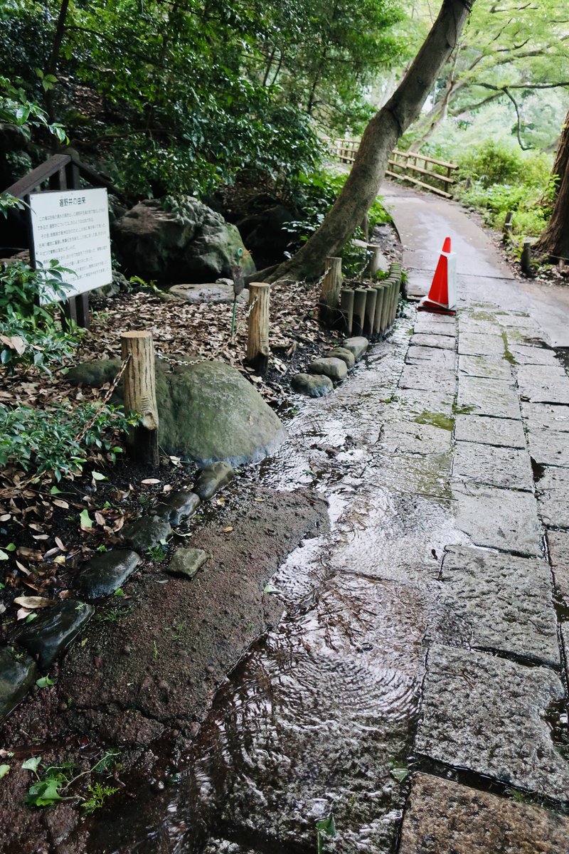 10secondsspring's tweet photo. 過去に「武蔵野三大湧水池」と呼ばれた井の頭池で湧水が復活しているなら、そのひとつである善福寺池はどうなのか？

大当たりでした。

今なら上の池の西（水源だった遅の井がある側）でブクブク湧いています。

#善福寺公園
#湧水 #杉並区 https://t.co/DjGWa5dOxr