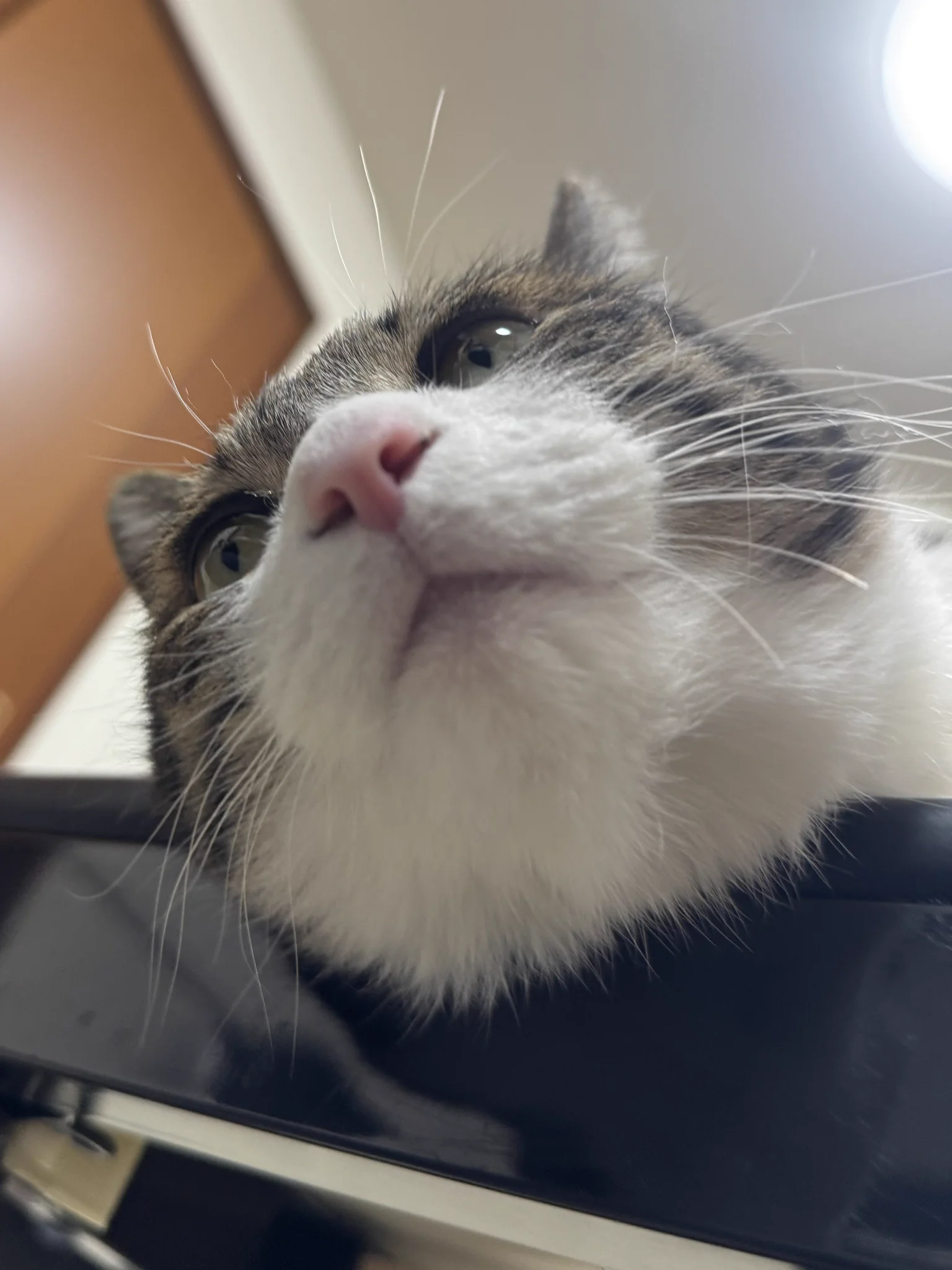 ぎんのねこ on X: 