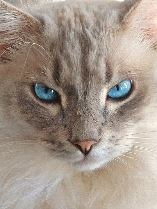DailyCatsX's tweet photo. https://t.co/8rTOYdsNCM