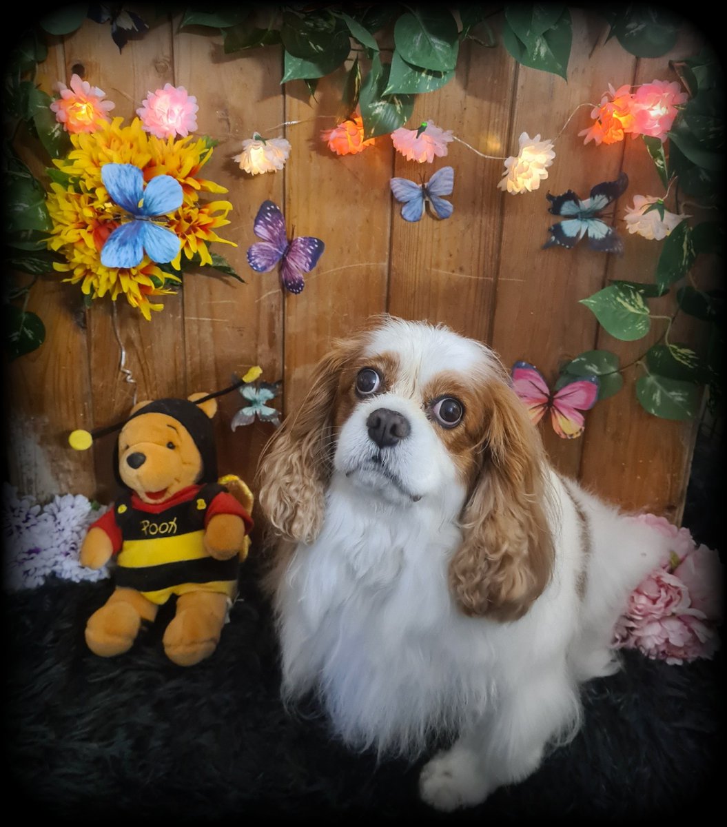 AgathaBaurvm0r's tweet photo. Bailey https://t.co/kqDyWPEDWB