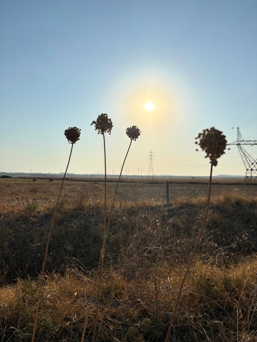 FlorindaGo5r's tweet photo. Golden light, wild fields, and the quiet beauty of Cyprus at dawn. https://t.co/XWAbk8sJzm