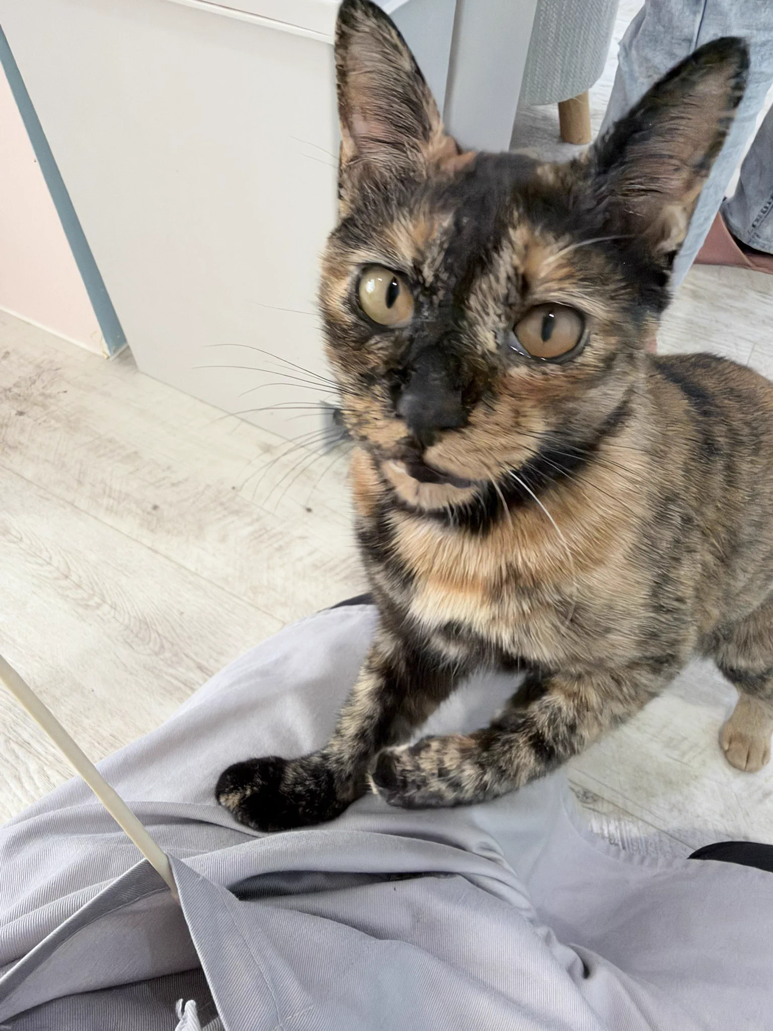 保護猫カフェ きゃりこふじみ野 on X: 
