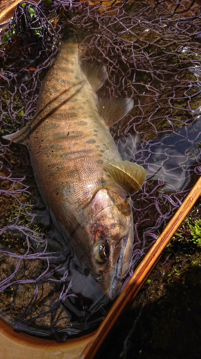 kenchang_RX's tweet photo. 午前の部🎣
閉伊川の本流、支流、支流の支流をあっちこっち回ってきました
水量多めだったので釣りした事がない小さい沢もやってきました
まずまずサイズのヤマメとイワナ、小顔のイワナが釣れました😇
#exts52xl
#exts464ul
#山女魚ネット
#zico45s
#awayco40s https://t.co/hCArR1RoTo