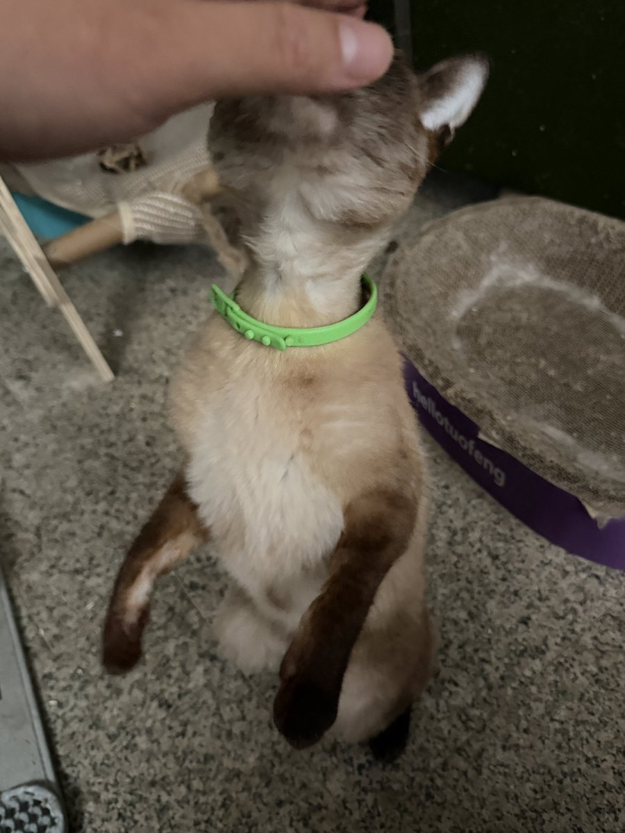 Nickbelisarius's tweet photo. please take a look at my kitten https://t.co/Lps9mi8e8O