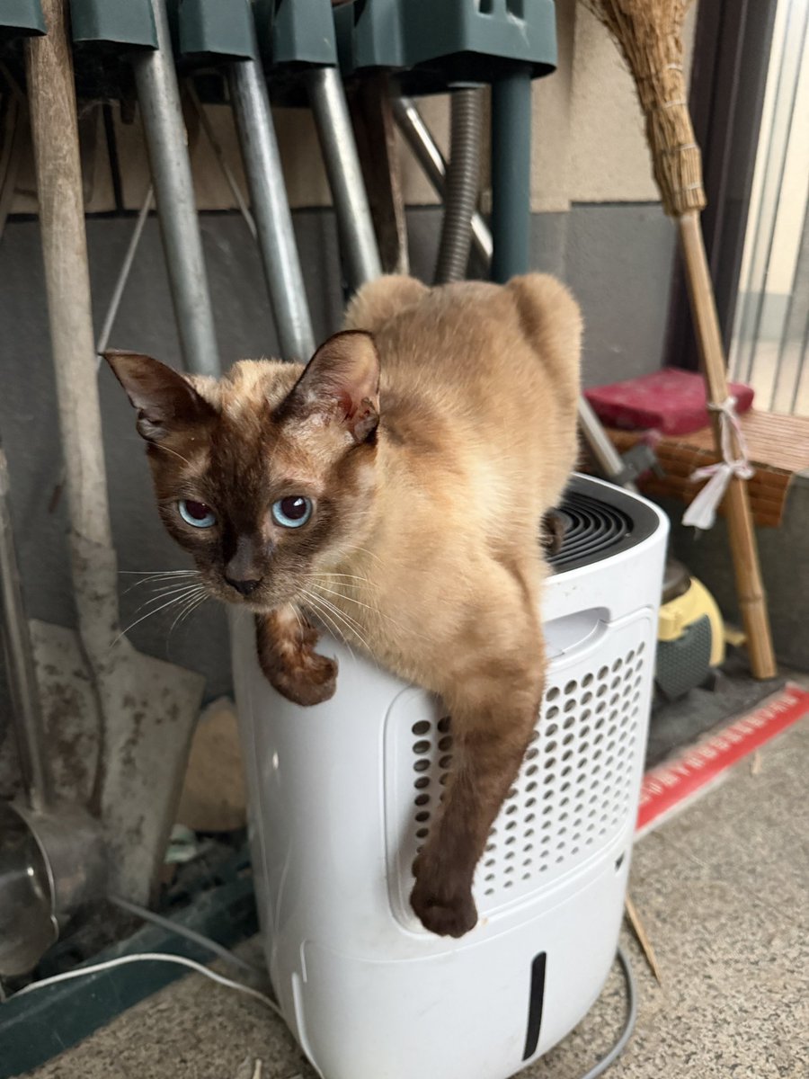 Nickbelisarius's tweet photo. please take a look at my kitten https://t.co/Lps9mi8e8O