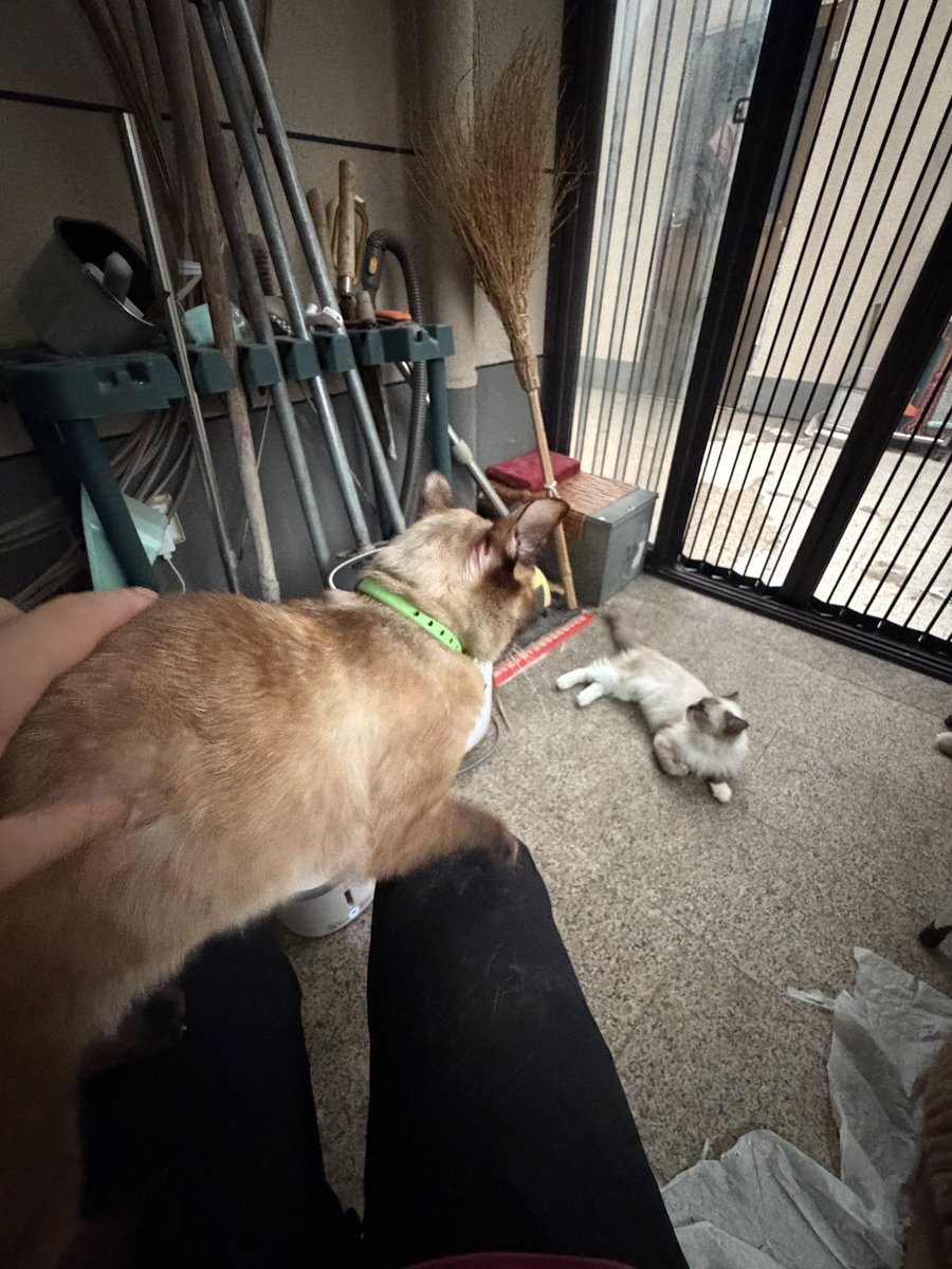 Nickbelisarius's tweet photo. please take a look at my kitten https://t.co/Lps9mi8e8O