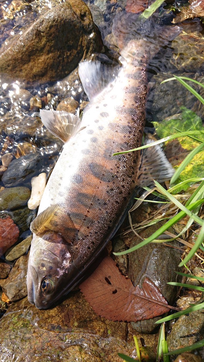 kenchang_RX's tweet photo. 午前の部🎣
閉伊川の本流、支流、支流の支流をあっちこっち回ってきました
水量多めだったので釣りした事がない小さい沢もやってきました
まずまずサイズのヤマメとイワナ、小顔のイワナが釣れました😇
#exts52xl
#exts464ul
#山女魚ネット
#zico45s
#awayco40s https://t.co/hCArR1RoTo