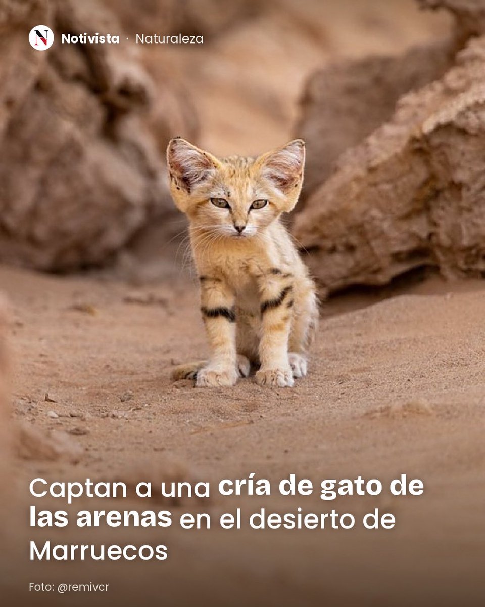 NotivistaMX's tweet photo. 🐱 Captan a una cría de gato de las arenas en el desierto de Marruecos. Es uno de los felinos más pequeños y difíciles de ver en estado salvaje: sale casi solo de noche y pasa el día escondido en madrigueras.

📸 @remivcr

#Naturaleza #Marruecos #ParaTi https://t.co/cgom2q7o52