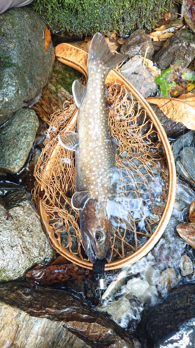 kenchang_RX's tweet photo. 午前の部🎣
閉伊川の本流、支流、支流の支流をあっちこっち回ってきました
水量多めだったので釣りした事がない小さい沢もやってきました
まずまずサイズのヤマメとイワナ、小顔のイワナが釣れました😇
#exts52xl
#exts464ul
#山女魚ネット
#zico45s
#awayco40s https://t.co/hCArR1RoTo