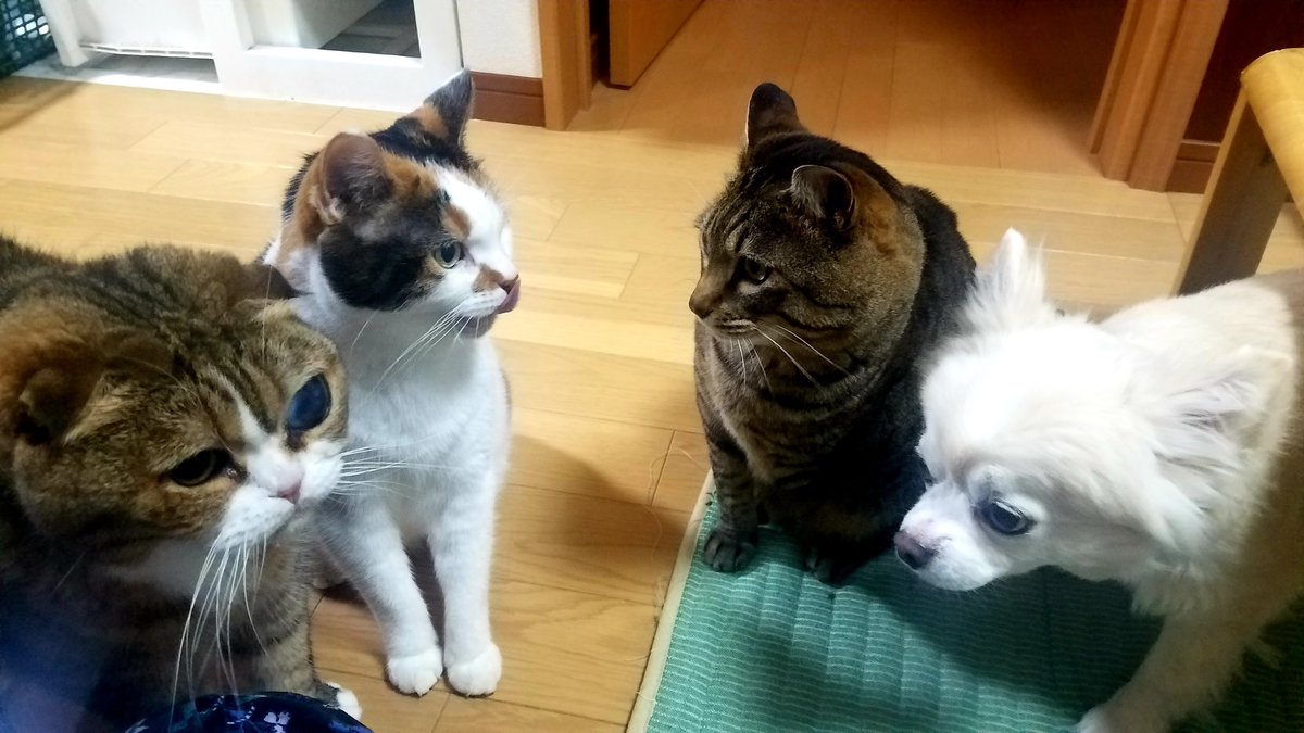 Asami551209's tweet photo. 何やら会議をしているようです🧐

議題は何ですか？

#会議
#犬
#猫 https://t.co/v9SsYv2IZ1
