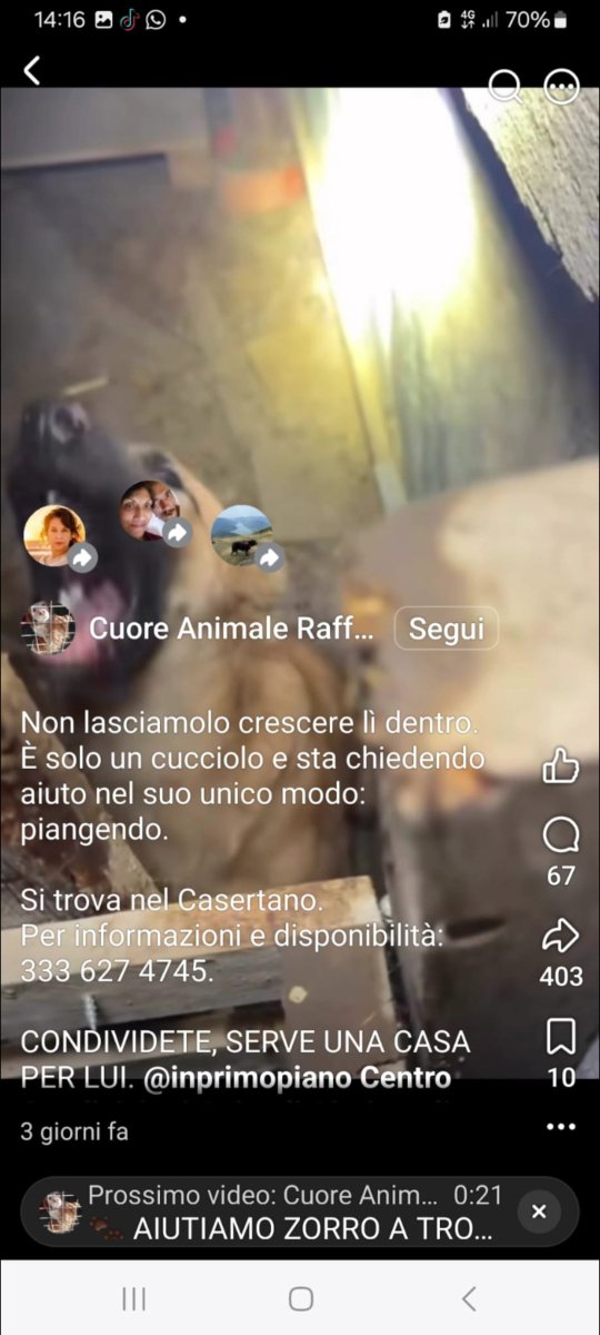 Emilystellaemi2's tweet photo. UN POVERO CANE DI 8/9 MESI, VIVE NELLE MASSERIE DEL CASERTANO, CHIUSO IN CONDIZIONI TERRIBILI.🙏♥️🆘❤️
333 627 4745
VI PREGO CONDIVIDIAMO PER AIUTARLO.
GRAZIE INFINITE 🙏♥️ https://t.co/C04Rof0f69