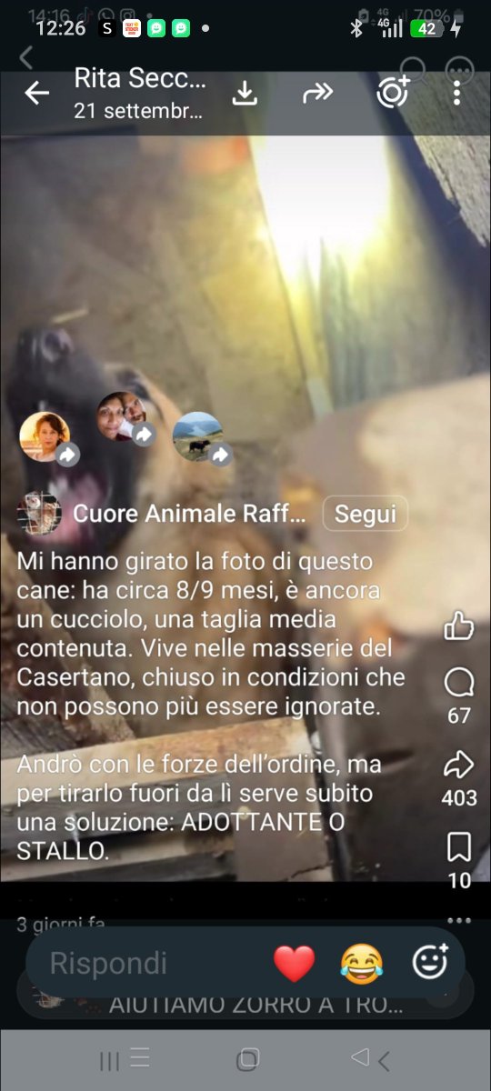 Emilystellaemi2's tweet photo. UN POVERO CANE DI 8/9 MESI, VIVE NELLE MASSERIE DEL CASERTANO, CHIUSO IN CONDIZIONI TERRIBILI.🙏♥️🆘❤️
333 627 4745
VI PREGO CONDIVIDIAMO PER AIUTARLO.
GRAZIE INFINITE 🙏♥️ https://t.co/C04Rof0f69