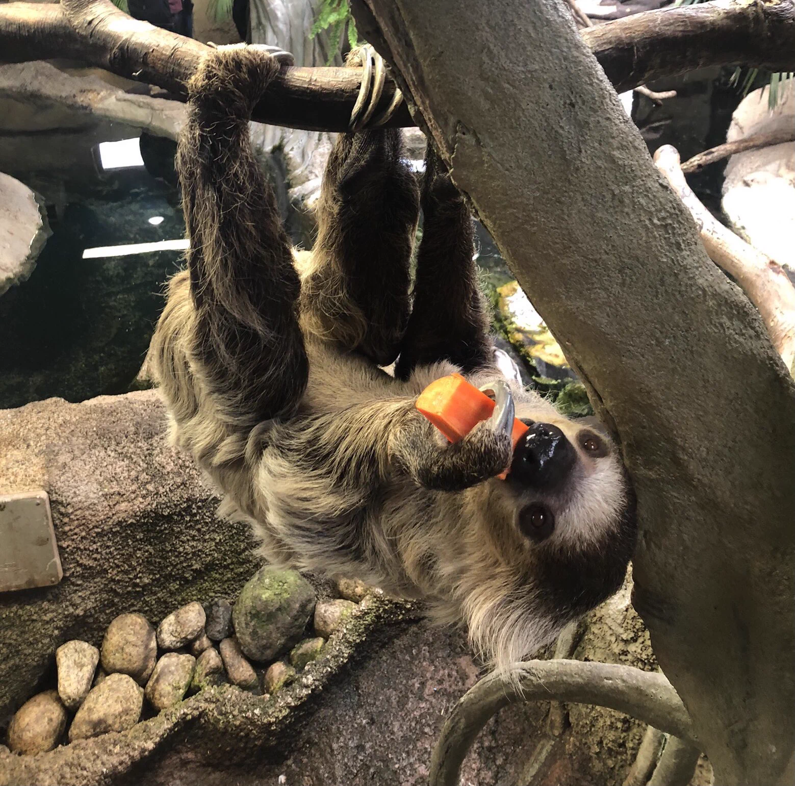 ナマケモノ（プロフ必読!!）様用です•*¨*•.¸¸♬︎ ナマケモノ研究所(The sloth research center)🦥 on X: 