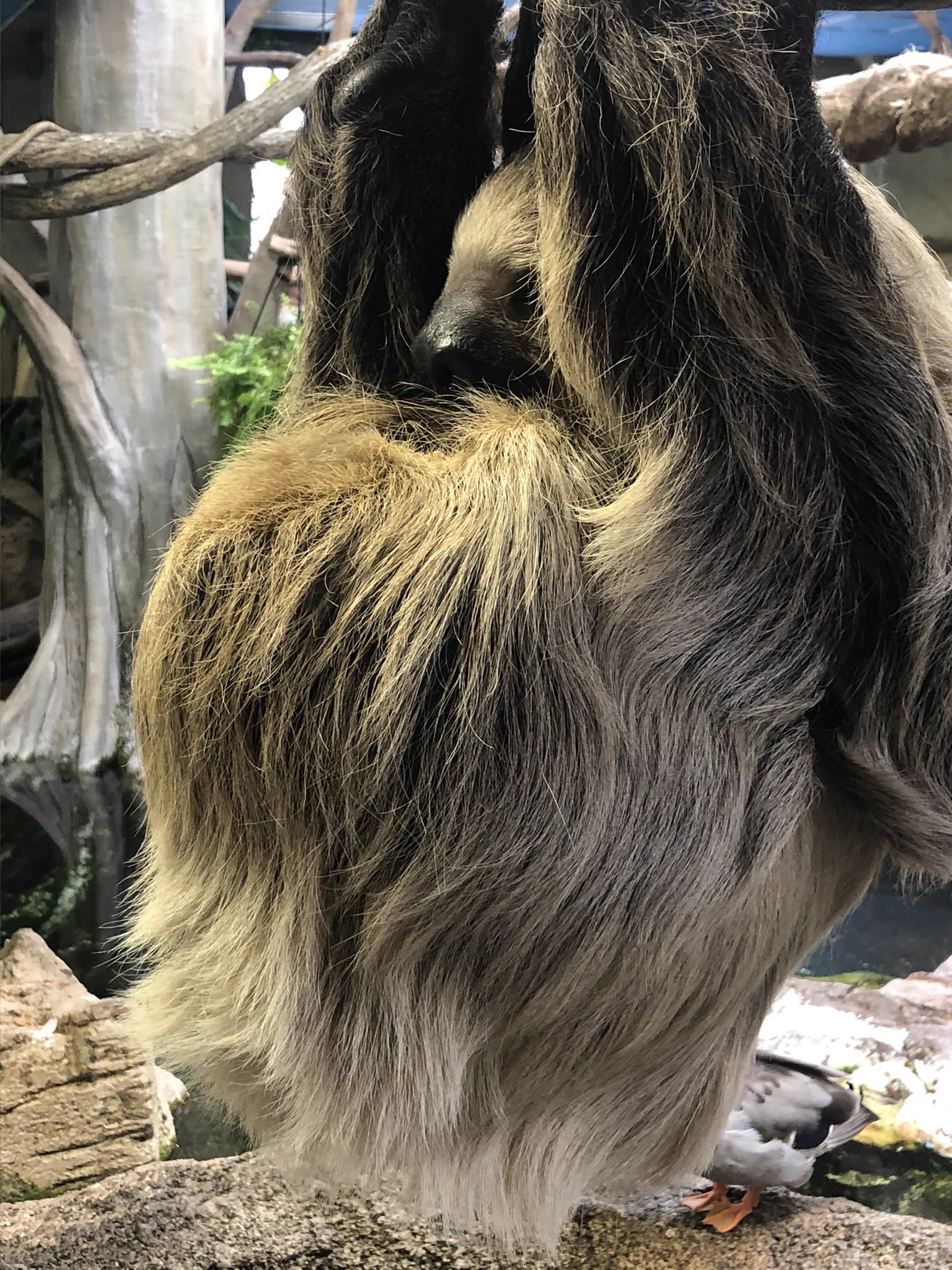 オーダー承り中です。ラミネート　スポーツカーでおでかけナマケモノくん　生成 ナマケモノ研究所(The sloth research center)🦥 on X: 