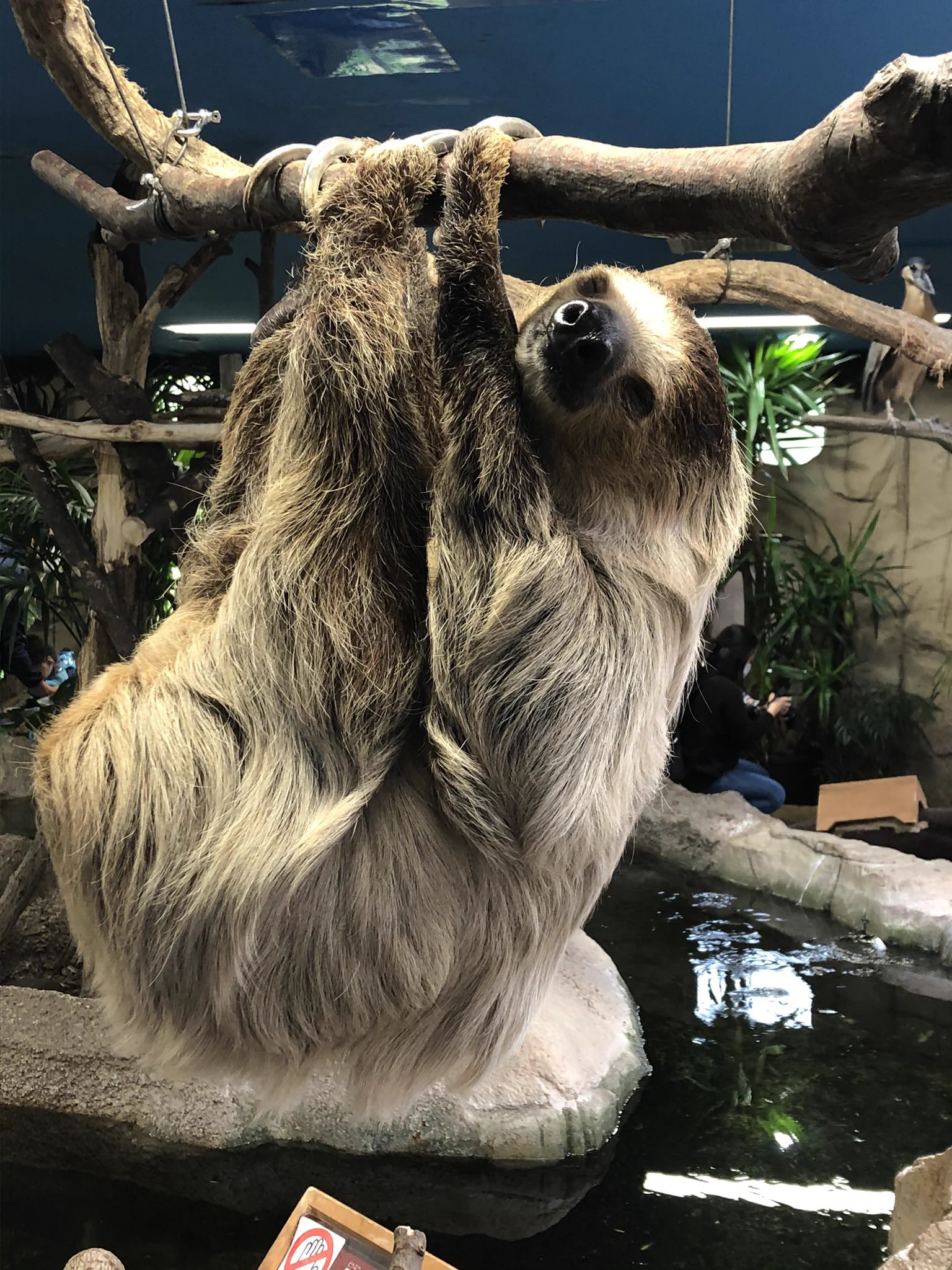 ナマケモノ研究所(The sloth research center)🦥 on X: 