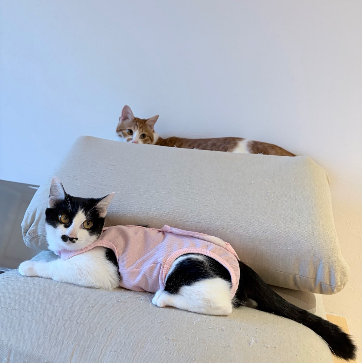 richiyu_'s tweet photo. ちょこみ今日抜糸してきた！！
術後服脱いで元気に駆け回ってる
でもピンク可愛かったな〜 https://t.co/10GVroaKC5