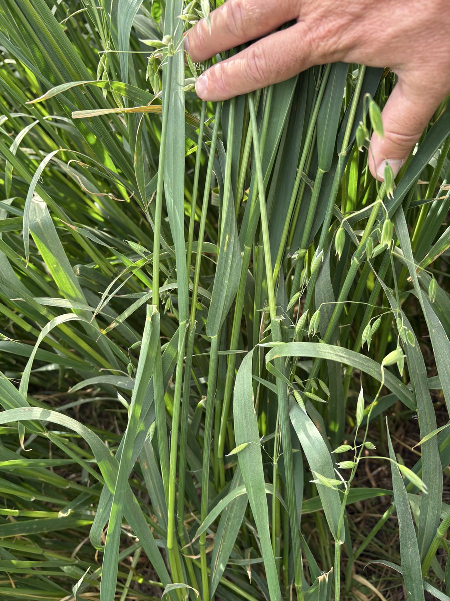 PastureGenetics's tweet photo. En minutos entrevista de @rubitosilvera a nuestro Director Comercial y Estratégico @bancherom en Oriental Agropecuaria AM 770 en el marco de la Jornada de Ganadería Intensiva realizada ayer junto a @ErroForrajeras en el corral El Cerro. https://t.co/fiVLQ7W4rE