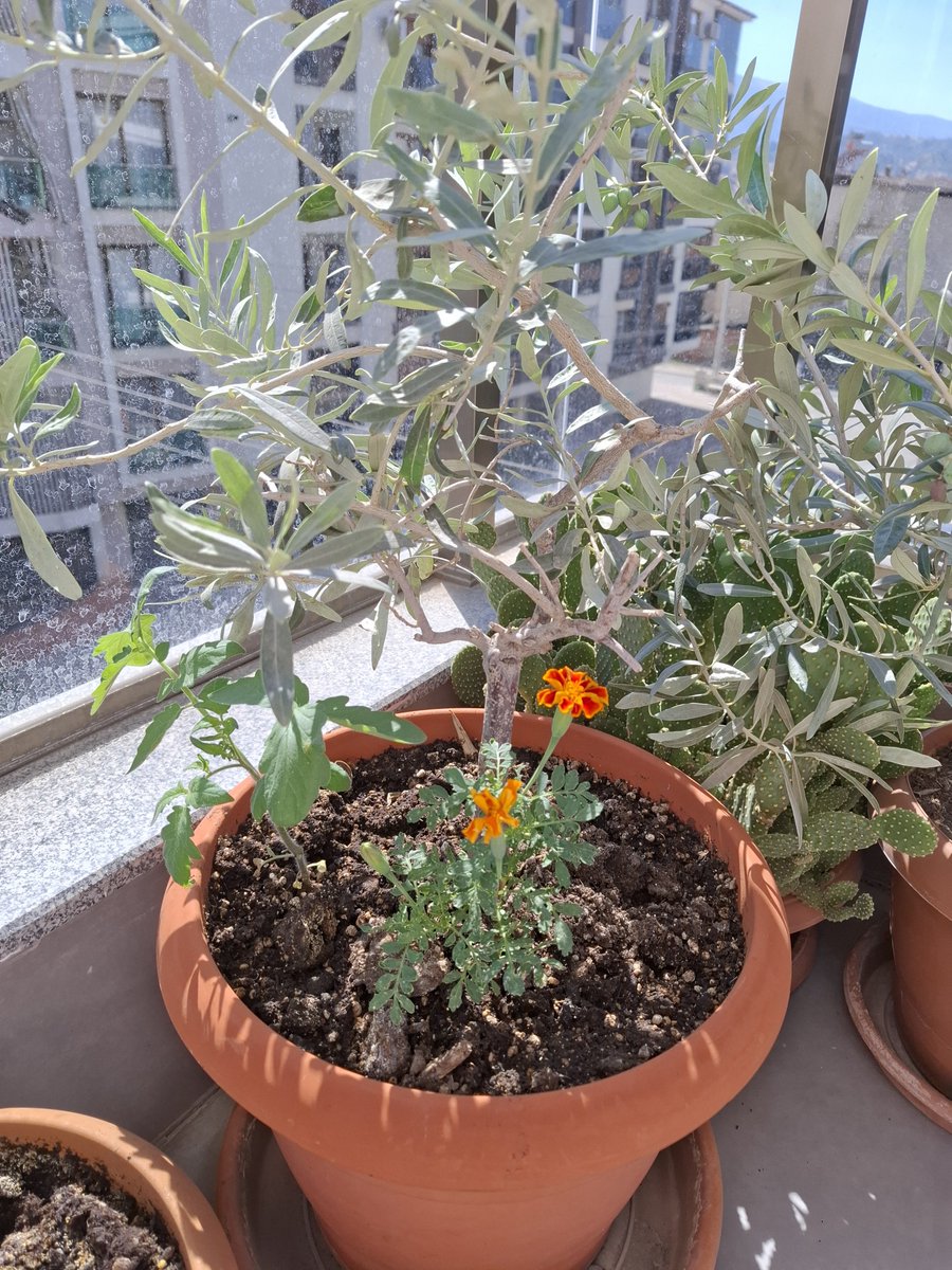 figenmar48's tweet photo. @Hulidem Ben bir saksıda zeytin domates çiçek yetiştiriyorum 🤷‍♀️ https://t.co/NniNsktK4q