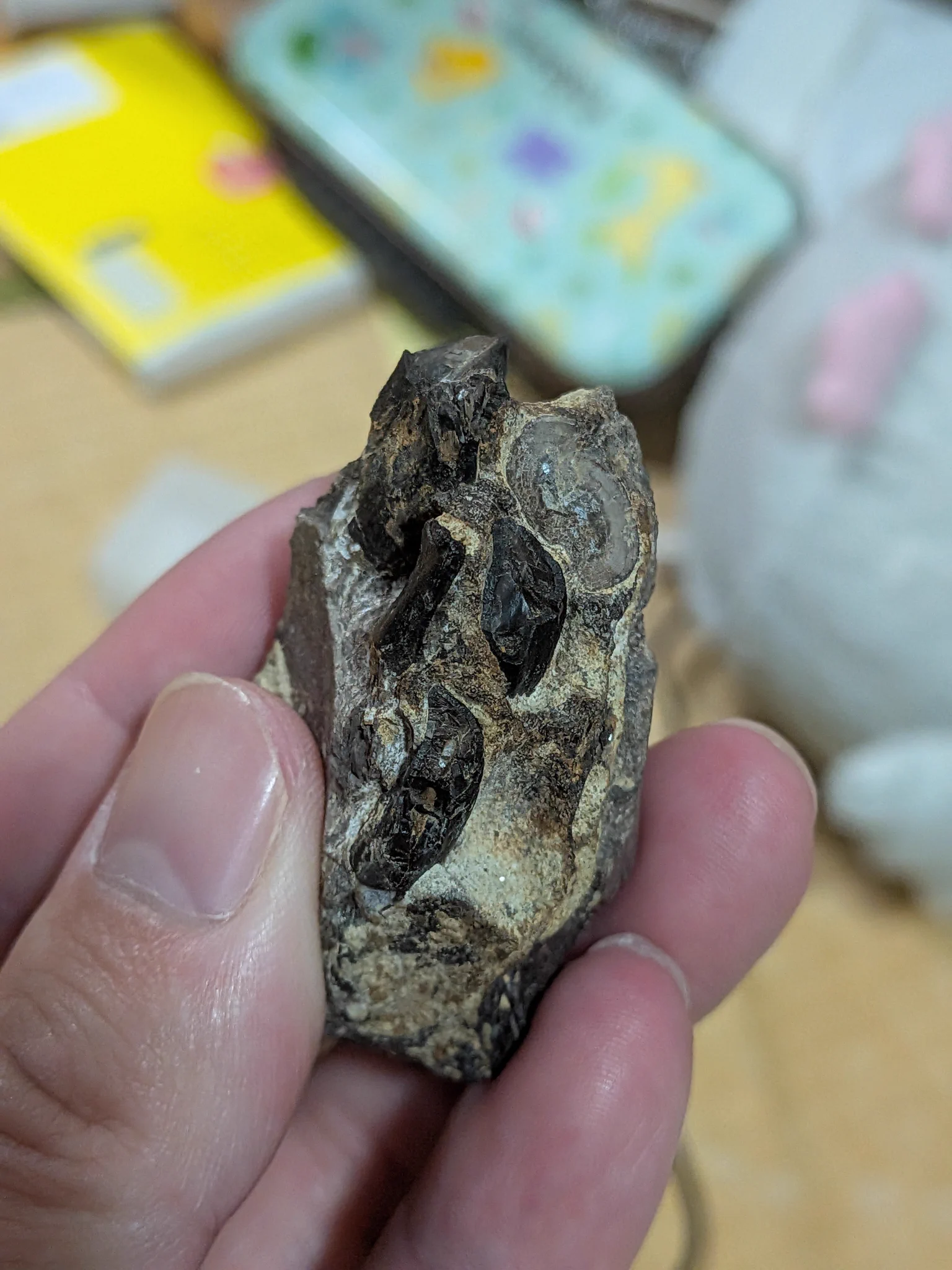 恐竜保育士み～や on X: 