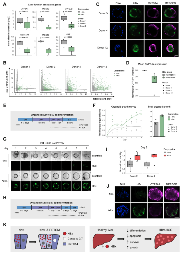 cddpress's tweet photo. “Hepatitis B virus protein X promotes survival and loss of hepatocyte identity in a differentiated human liver organoid system”

This physiologically relevant organoid model clarifies longstanding questions about the pathogenesis of #HBV-associated #HCC ⤵️
https://t.co/ORSBPI0qdC https://t.co/eJubfhQSUc