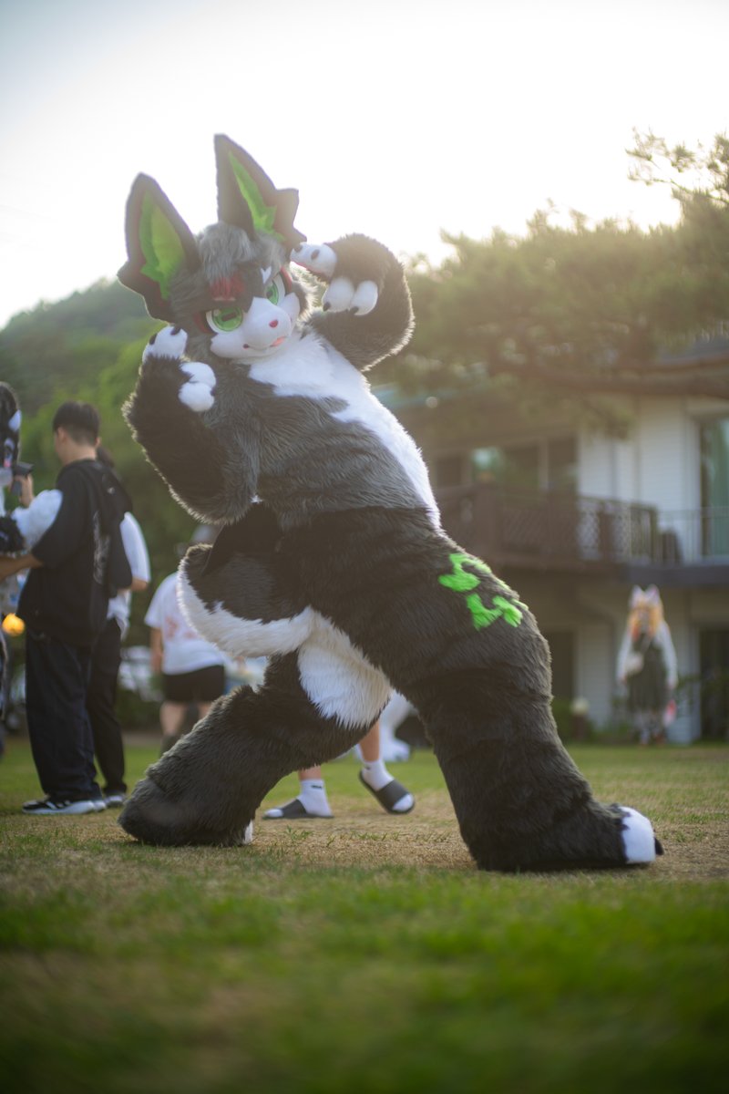 ECYCE_fursuit's tweet photo. 올해 데뷔하고 난 뒤 몇 곳에서 불러주는 기회를 가지게 되었느니라! 여름 간에 친구들과 만날 수 있어서 많이많이 행복했고 이제 퍼슈트의 계절이 슬슬 다가오니 다들 긴장하도록...! 

#FursuitFriday #나를_극복
📸: #Fluffy_fur_Fox https://t.co/tyWxw1i3C8